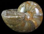 Polished Nautilus Fossil - Madagascar #67921-1